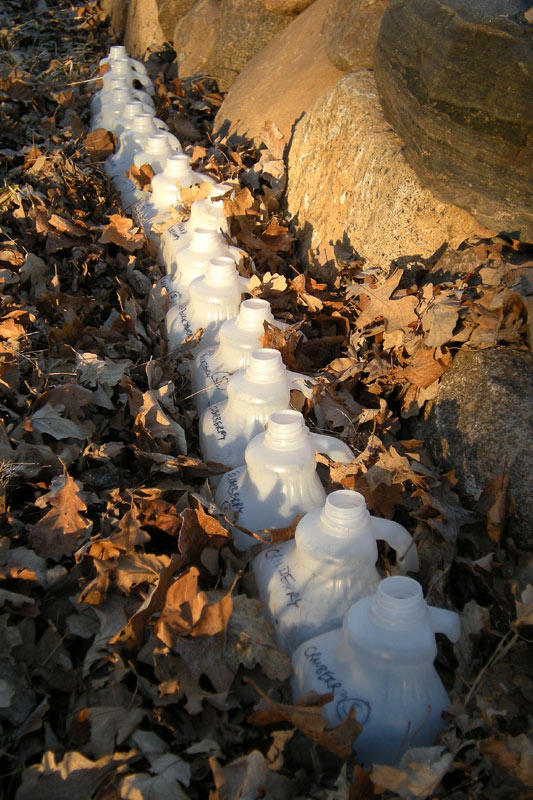 wintersown-seeds