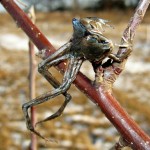 The Frog in the Apple Tree