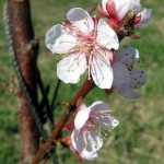Signs of Spring